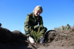 Более двух с половиной тысяч деревьев высадили Пинские пограничники в рамках республиканской акции «День леса»