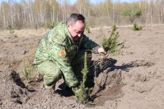 Более двух с половиной тысяч деревьев высадили Пинские пограничники в рамках республиканской акции «День леса»