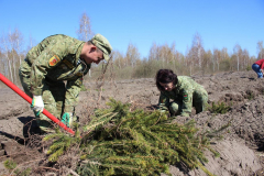 Более двух с половиной тысяч деревьев высадили Пинские пограничники в рамках республиканской акции «День леса»