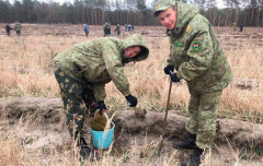 3 тысячи деревьев за минувшие выходные высадили пограничники Брестской пограничной группы