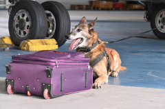 Найдут все: как работают служебные собаки в аэропорту Минска