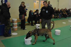Европейские семинары для инструкторов собак