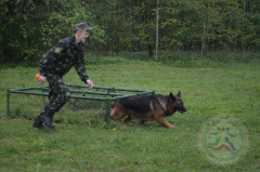 XXXVII Республиканский турнир по самбо памяти А.Н. Сивачева. Гродно. 14-15.05.2016