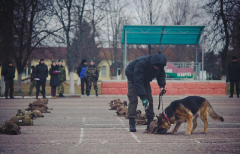 "След! Барьер! Ко мне!" В Гомеле проходит чемпионат среди служебно-разыскных собак...