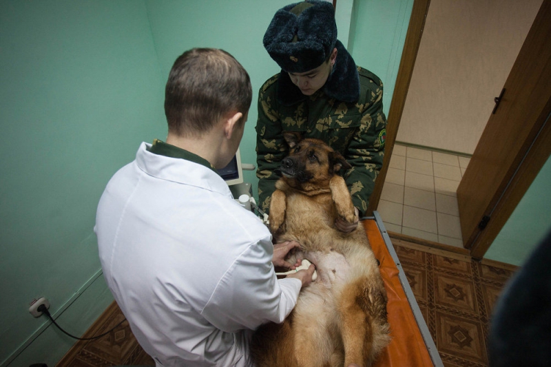 Кинологический центр в Сморгони