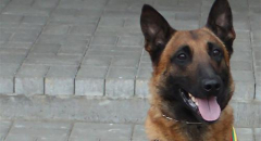 Трехлетний Рамзис был лучшей собакой на пограничной службе Литвы; овчарка погибла при выполнении долга