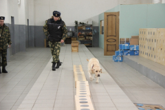 Подготовка служебных собак в кинологическом центре