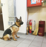 Нюх особого назначения..ПП "Брест"